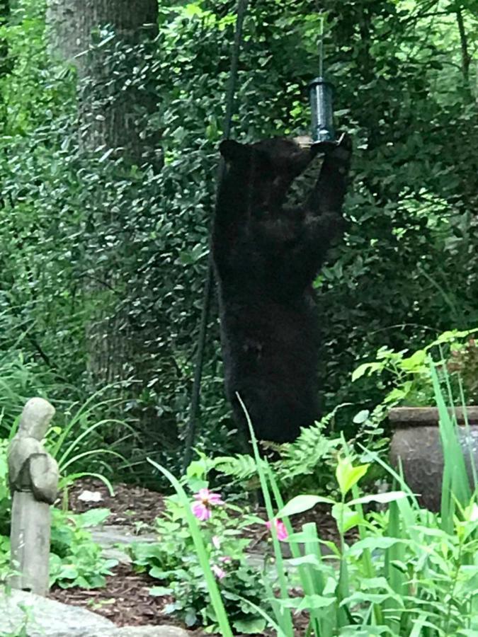 Lazy Bear Lodge Valle Crucis Εξωτερικό φωτογραφία